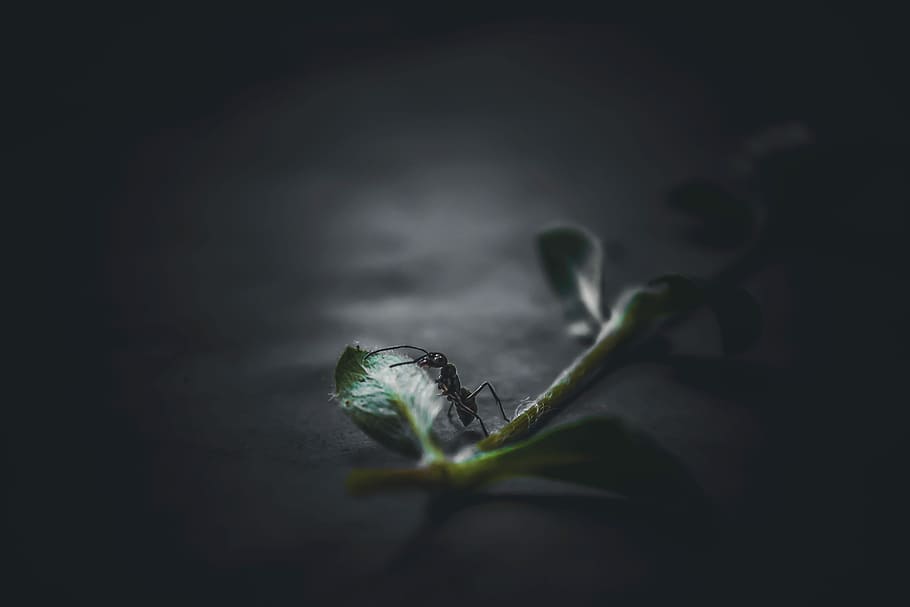black ant on leaf digital wallpaper, dark, insect, nature, small HD wallpaper