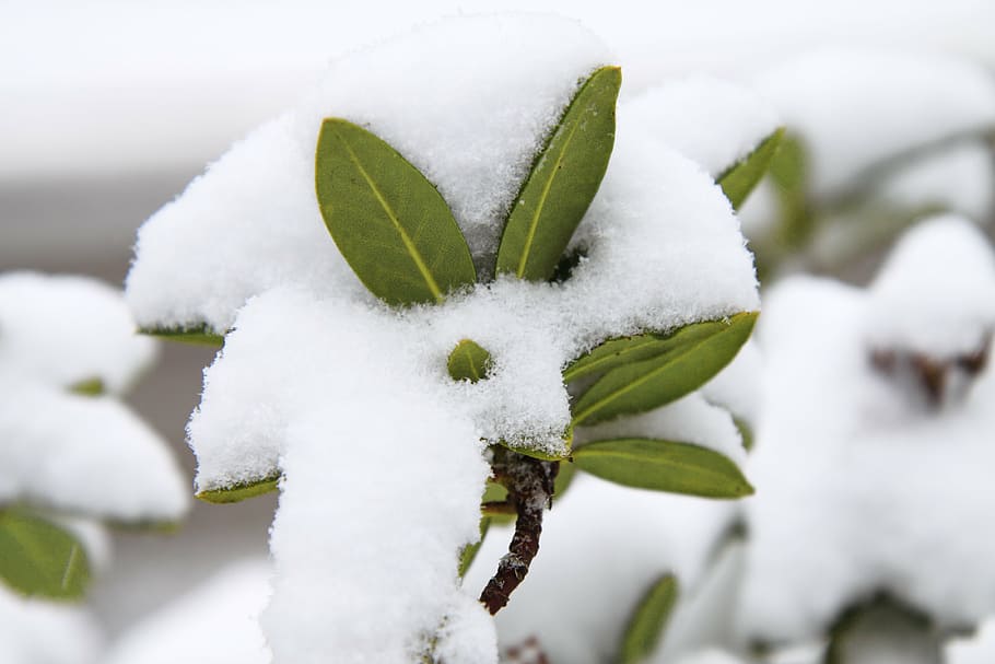 branch, close, close-up, cold, cover, covered, detail, ze, green HD wallpaper