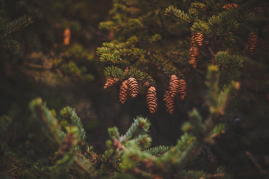 pine, cone, green, tree, plant, coniferous tree, pinaceae, nature HD wallpaper