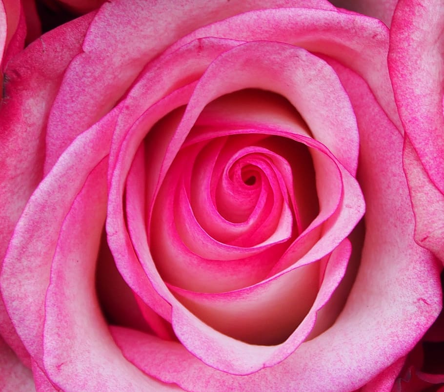 rose, affection, flowers, roma table, pink, close, beauty in nature HD wallpaper