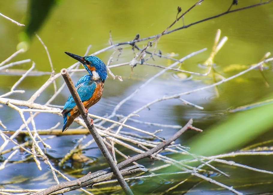blue and orange King Fisher, kingfisher, bird, clean, river, nature