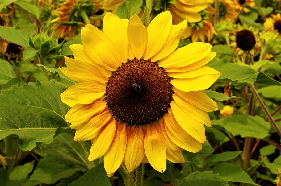flower, sunflower, yellow, flowering plant, flower head, fragility HD wallpaper