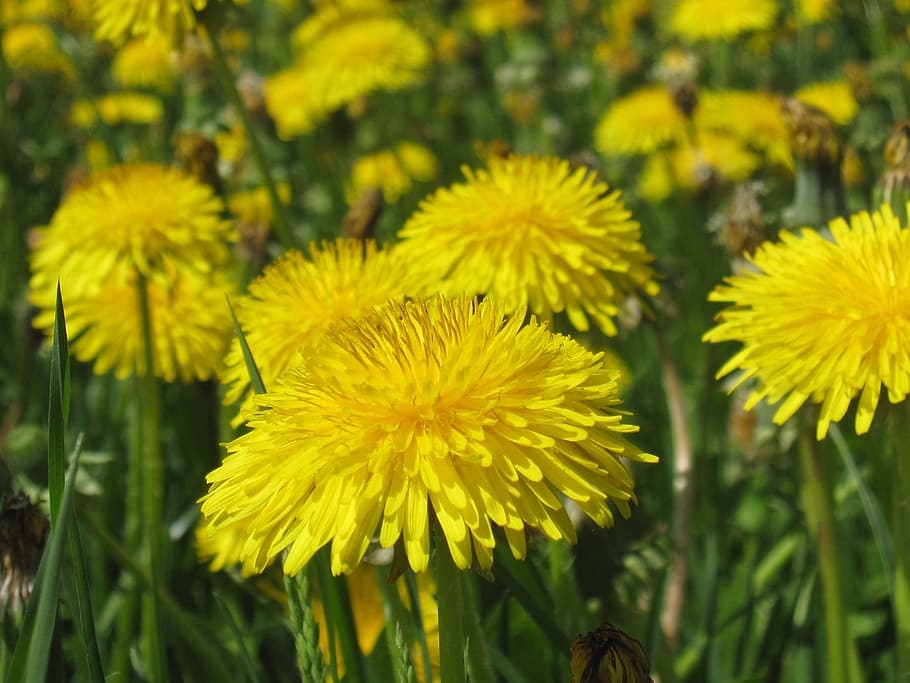 dandelion, summer, yellow, meadow, flower, flowering plant HD wallpaper