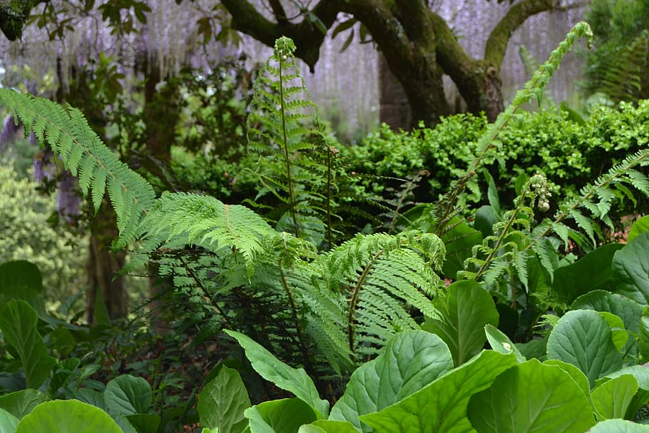 ferns, forest, buçaco, nature, leaf, agriculture, plant, vegetable HD wallpaper