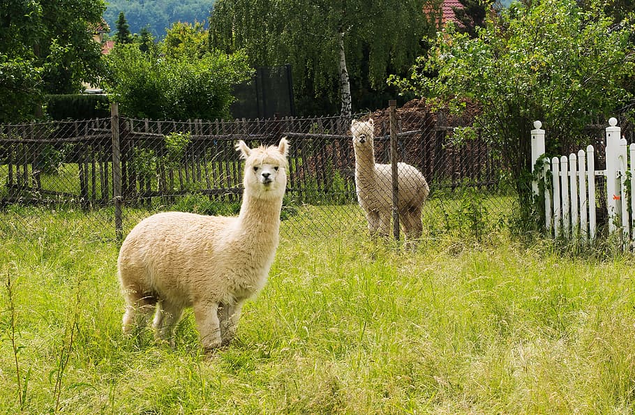 brown llama, alpaca, bright coat, nature, wildlife photography, HD wallpaper