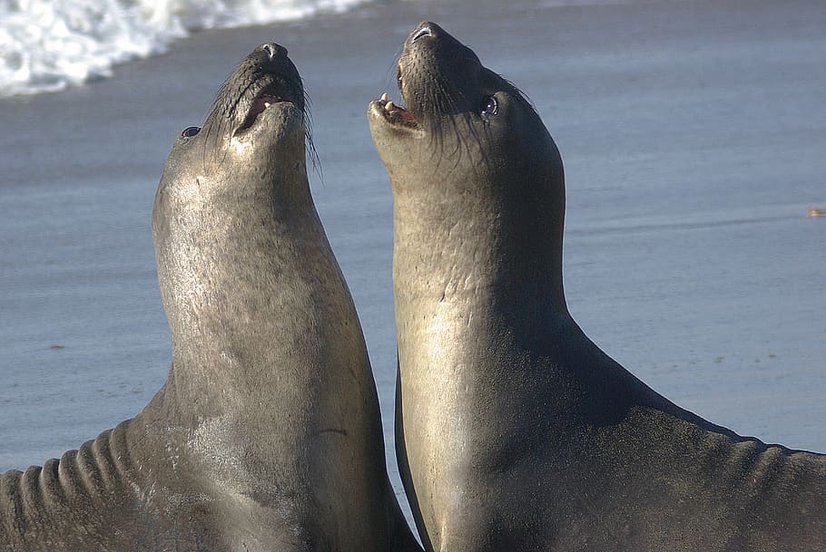 animals, beach, ocean, sea, sea lions, seashore, water, wildlife HD wallpaper