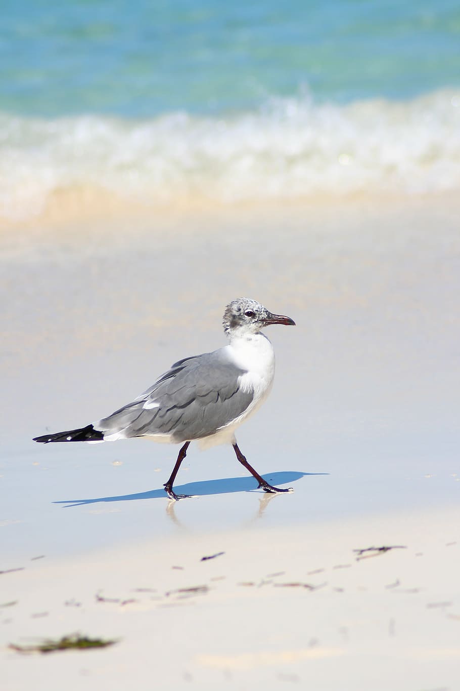 seagull, beach, nature, waddling, animal wildlife, animal themes HD wallpaper