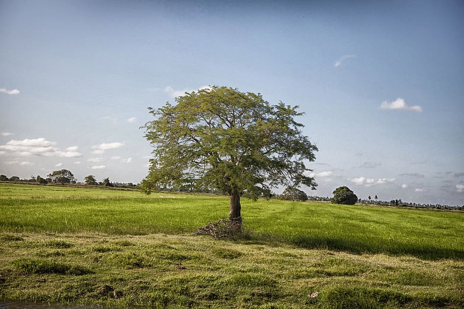 Guyana, Landscape, Clouds, Scenic, sky, tree, trees, field HD wallpaper