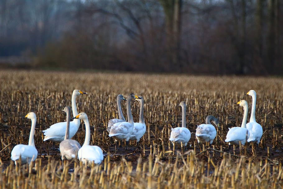 whooper swan, bird, arable, field, migratory bird, swans, water bird, HD wallpaper