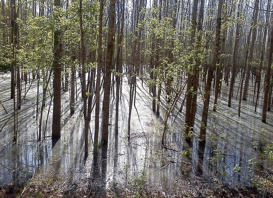 landscape photography of trees with sun rays, forest, nature HD wallpaper