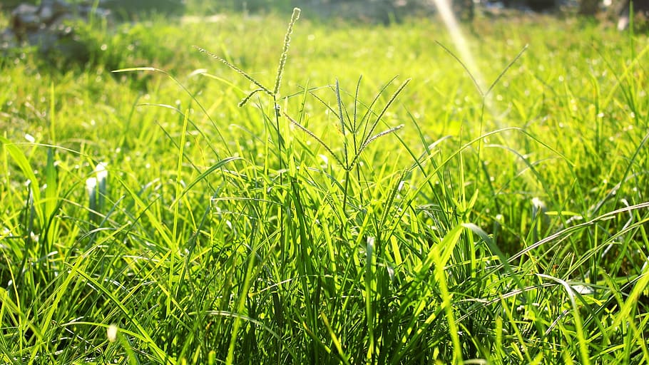 grass, nature, green, green color, plant, growth, field, land HD wallpaper