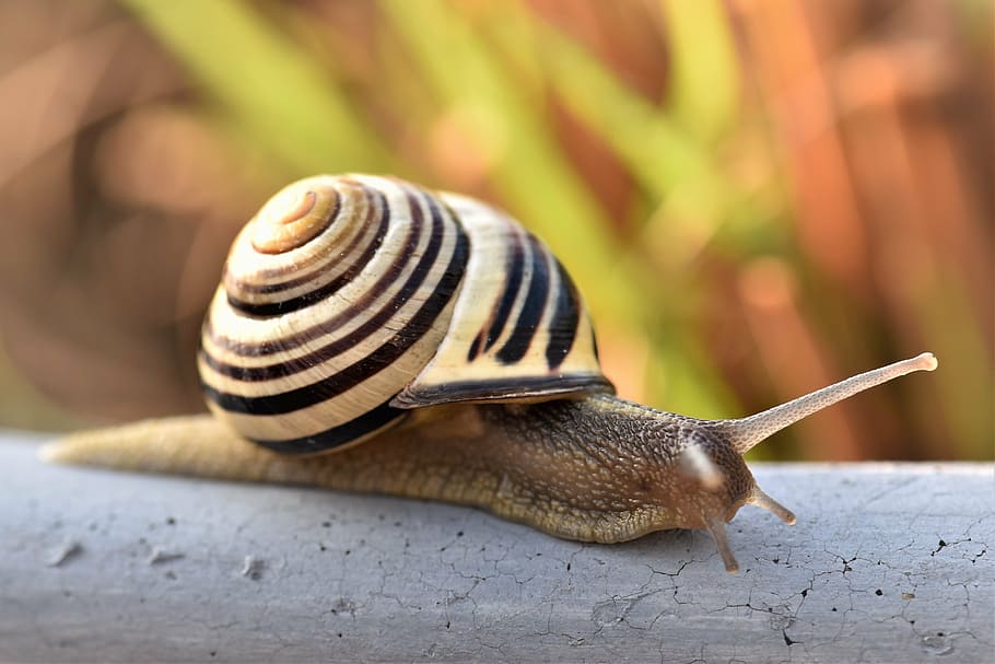 selective focus photo of snail on gray branch, shell, nature HD wallpaper