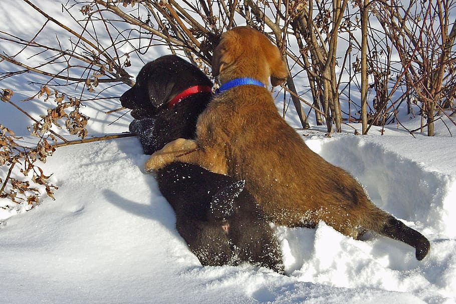 two short-coated black and brown dogs playing in snow-covered ground HD wallpaper