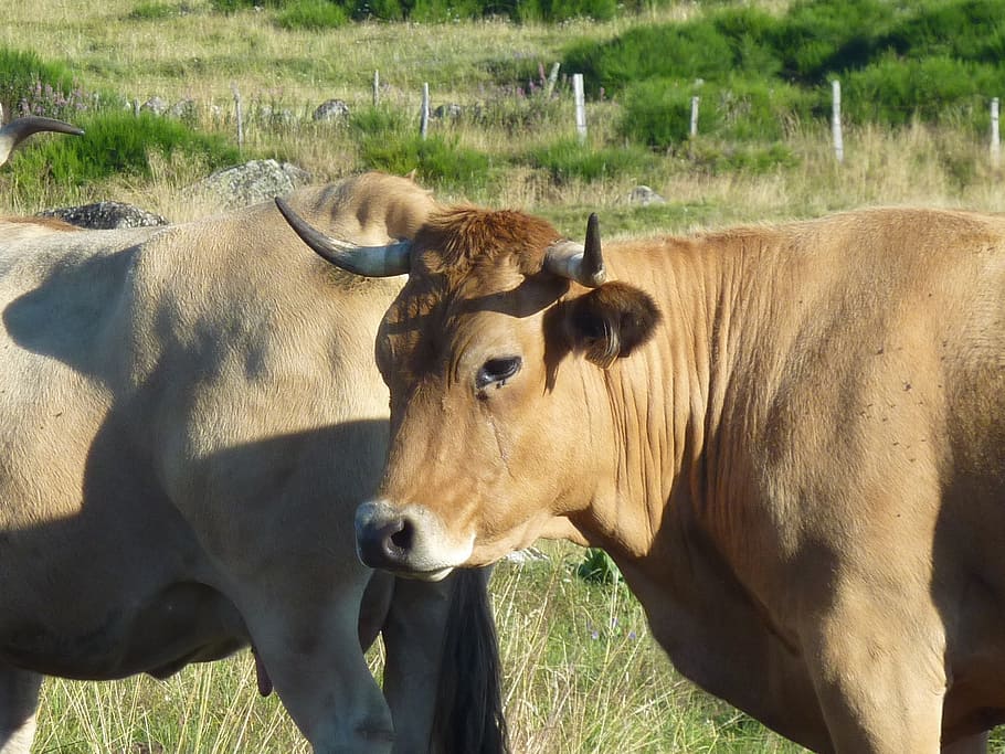 cows, aubrac, breeding, livestock, animal themes, mammal, domestic animals HD wallpaper