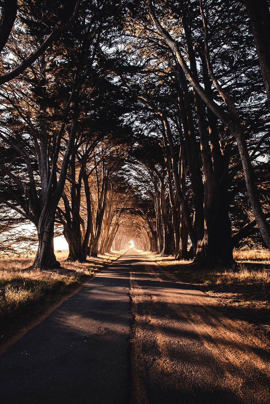 road through woods, empty road surrounded by trees, sun, sunlight HD wallpaper