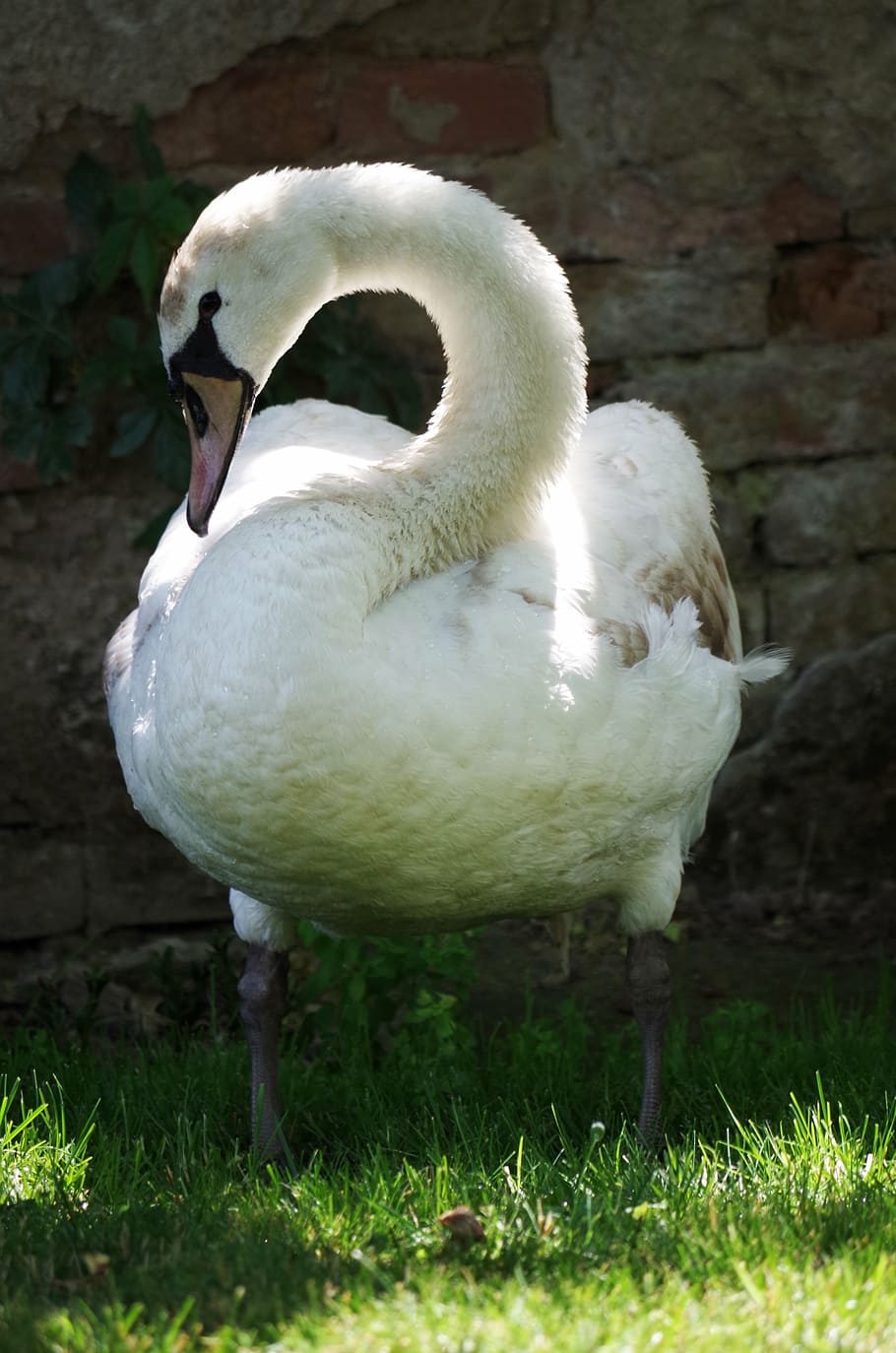 swan, bird, white, aqueous, feathers, beak, animal, nature HD wallpaper