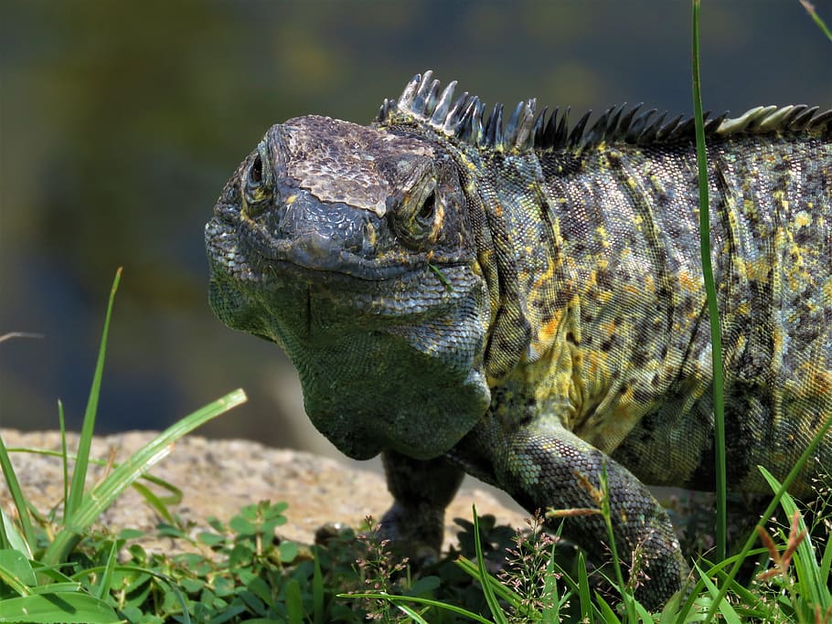 iguana, reptile, lizard, animal themes, animal wildlife, one animal HD wallpaper