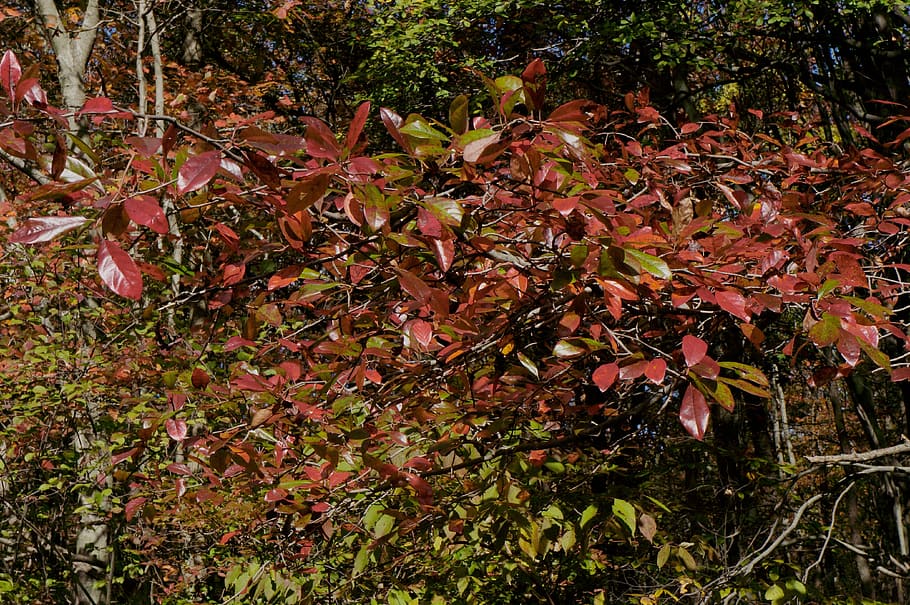 fall, leaves, autumn, foliage, color, nature, outdoors, no people HD wallpaper