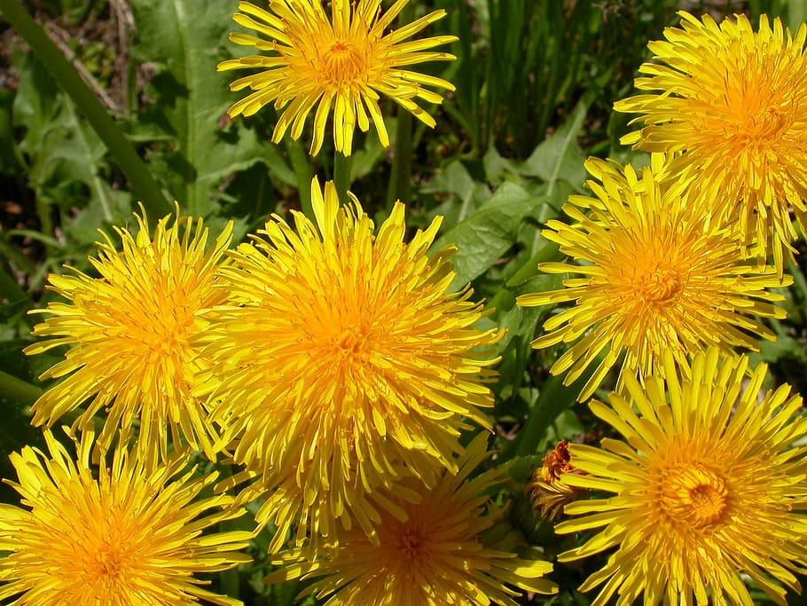 flower, dandelion, yellow, spring, plant, freshness, beauty in nature HD wallpaper