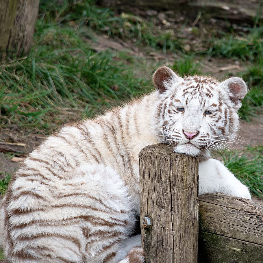 white and brown tiger on log, animal, white tiger, predator, zoo