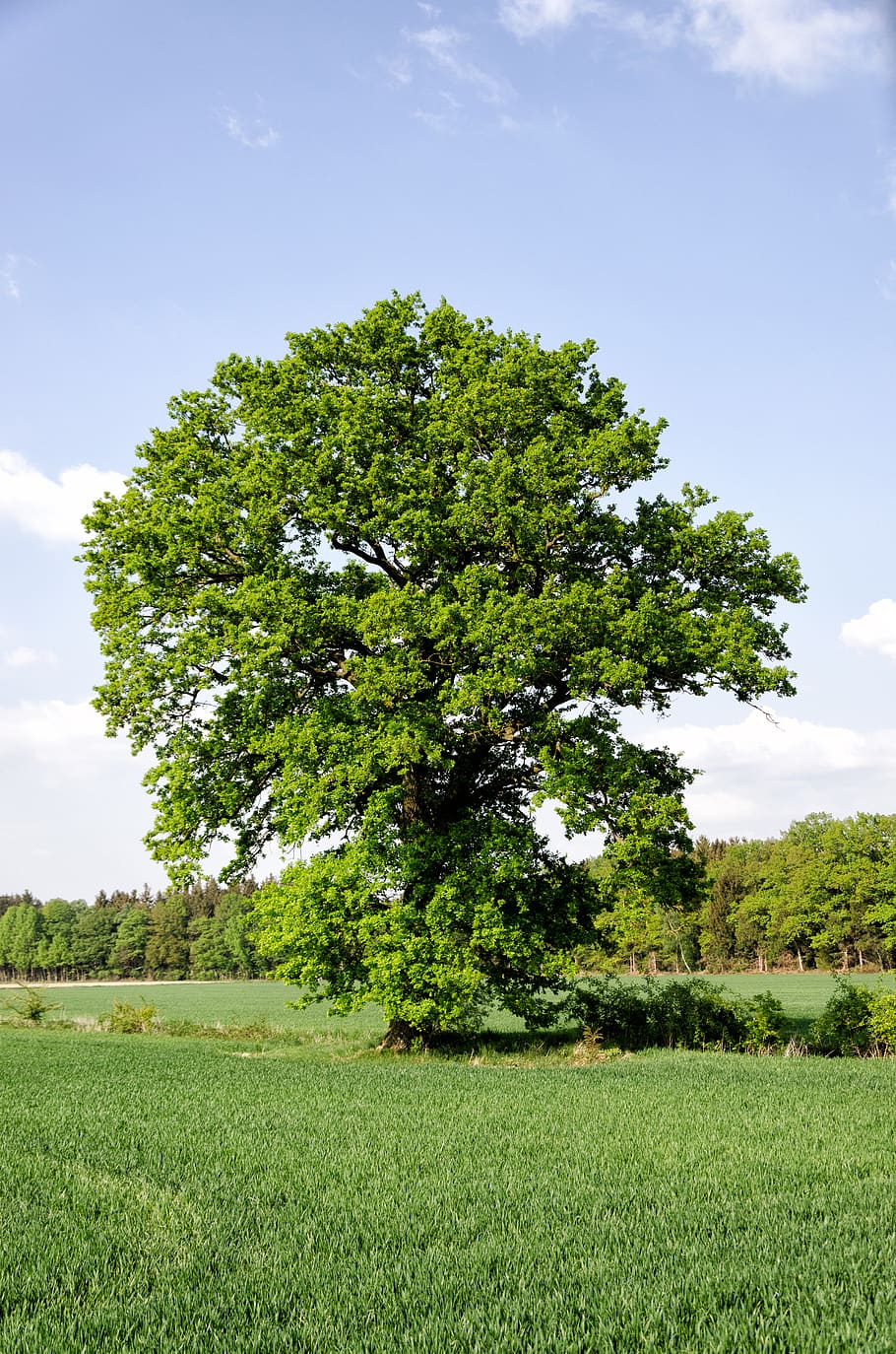 tree, meadow, field, oak, germany, sky, sunny, summer, forest HD wallpaper
