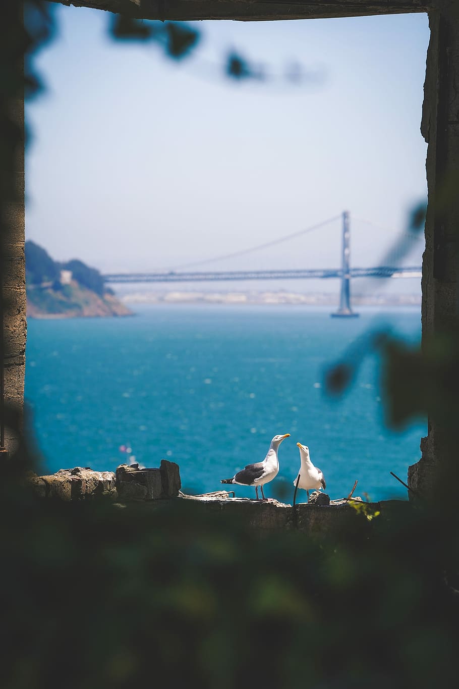 two gulls near sea, two bird perched on concrete, ocean, river HD wallpaper