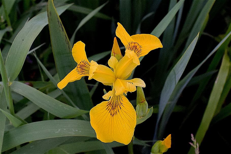 Wild Iris, Yellow, Plant, flower, nature, spring, green, garden HD wallpaper