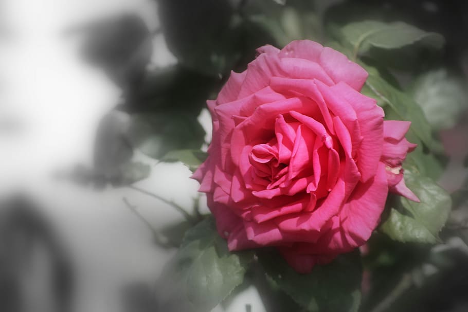 flower, rose, petal, flora, nature, love, flowering plant, beauty in nature HD wallpaper