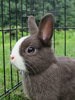 shallow focus photography of gray rabbit inside cage, Bunny, Rabbit HD wallpaper