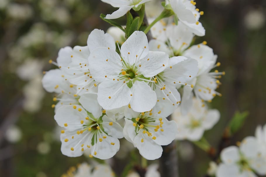 tree, flower, white, plum, floral, nature, branch, bloom, plant HD wallpaper