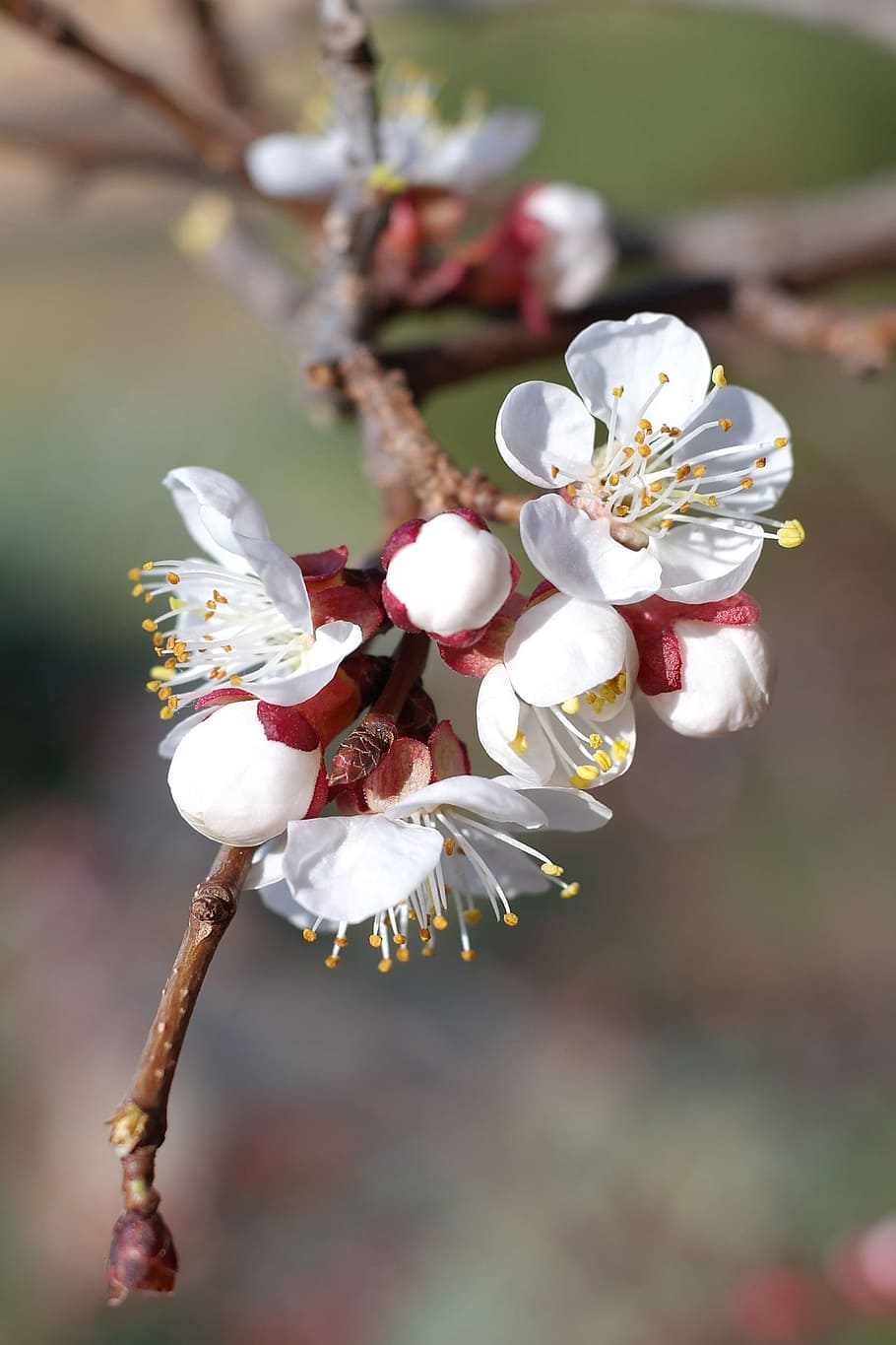 cherry blossom, tree, bloom, white blossom, spring, nature HD wallpaper