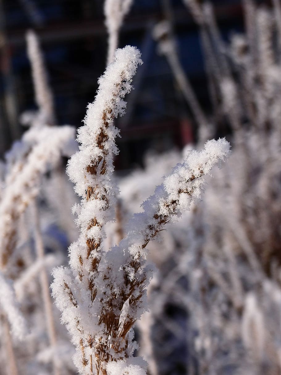 Winter, Cold, Ice, Snow, Wintry, hoarfrost, ripe, cold temperature HD wallpaper