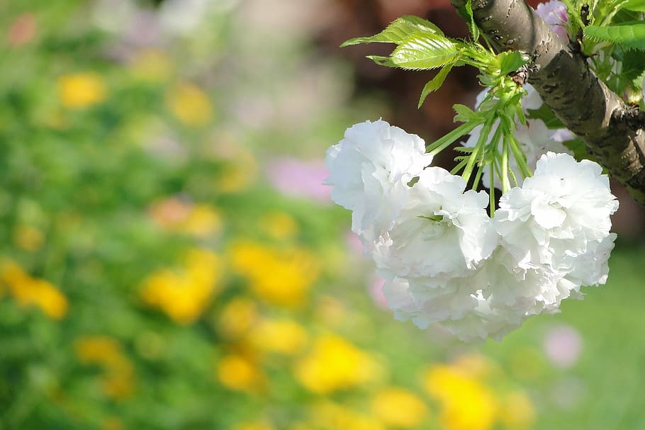 flower, cherry blossoms, chrysanthemum cherry, spring, flowering plant HD wallpaper