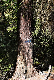 tree, waymarks, hiking, migratory character, nature, plant HD wallpaper