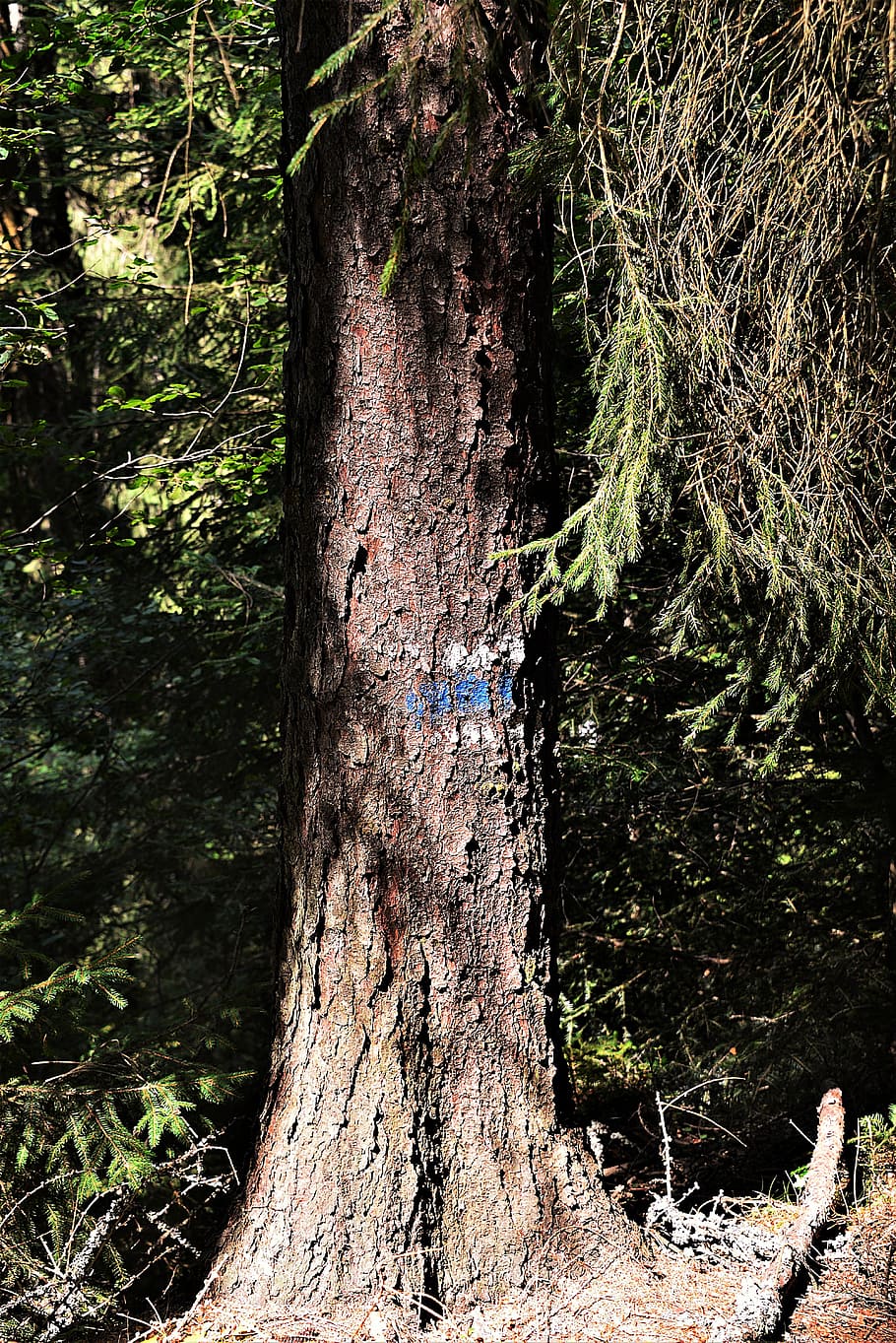 tree, waymarks, hiking, migratory character, nature, plant HD wallpaper