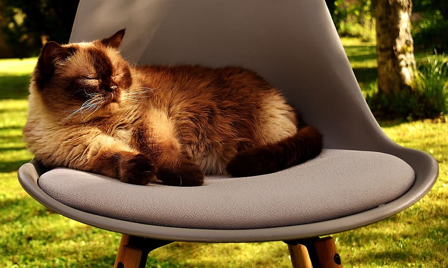 brown cat on brown fabric chair, British Shorthair, Cat, Domestic Cat, HD wallpaper