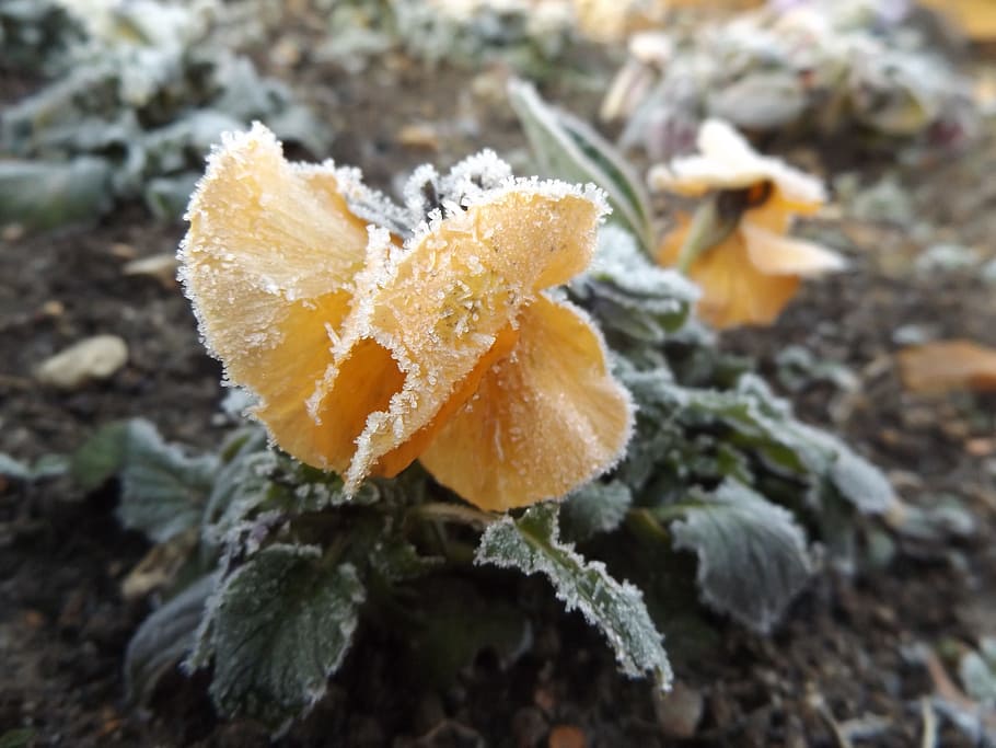 Ice, Cold, Cold, Winter, Gel, Frost, Nature, thinking, frozen flower HD wallpaper