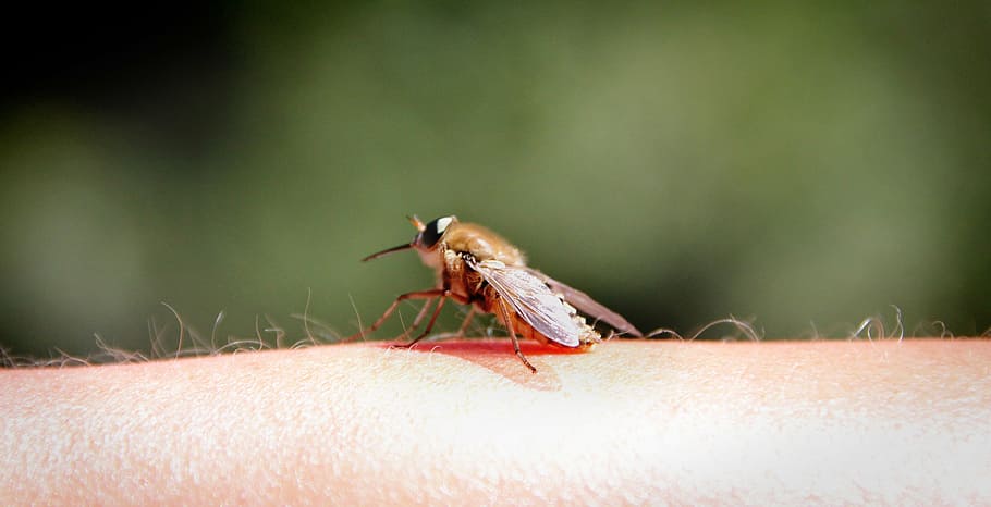 mosquito, fly, hand, arm, insect, nature, macro, close, vermin HD wallpaper