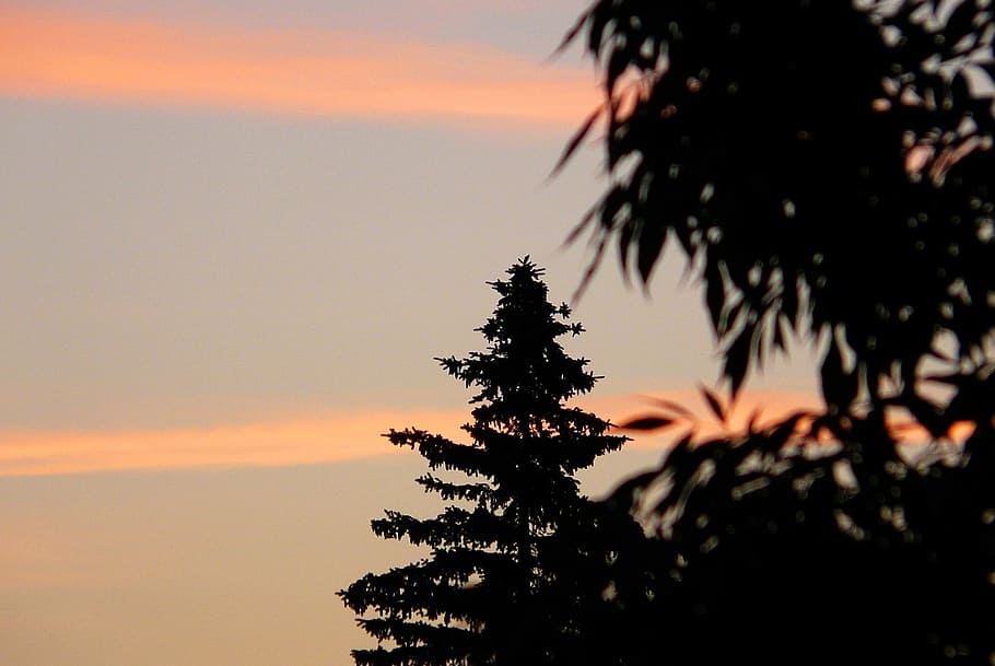 Sunrise, Dawn, Clouds, Tree, Spruce, sky, contrast, foliage HD wallpaper