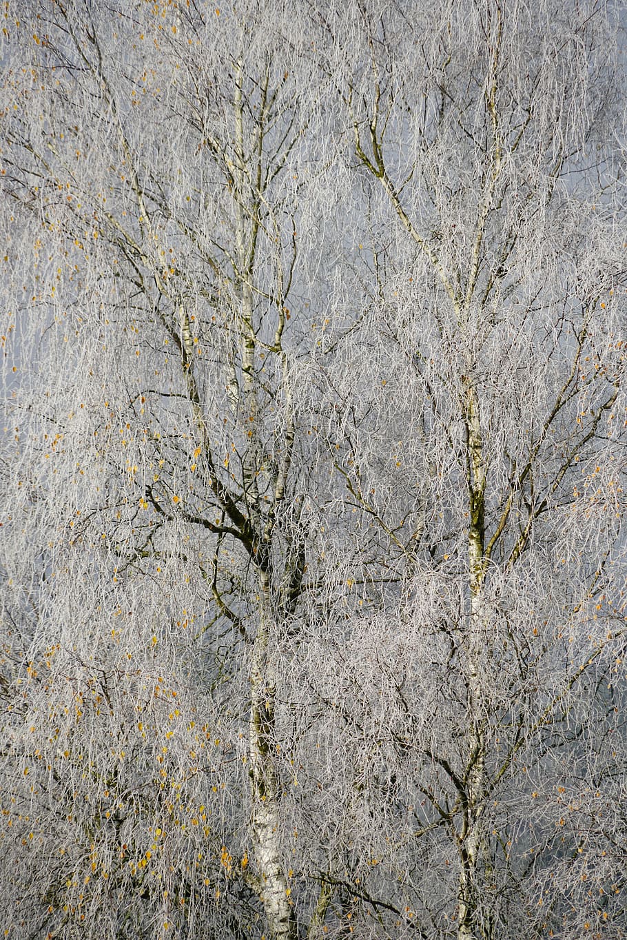 hoarfrost, cold, winter, trees, birch, winter time, plant, no people HD wallpaper