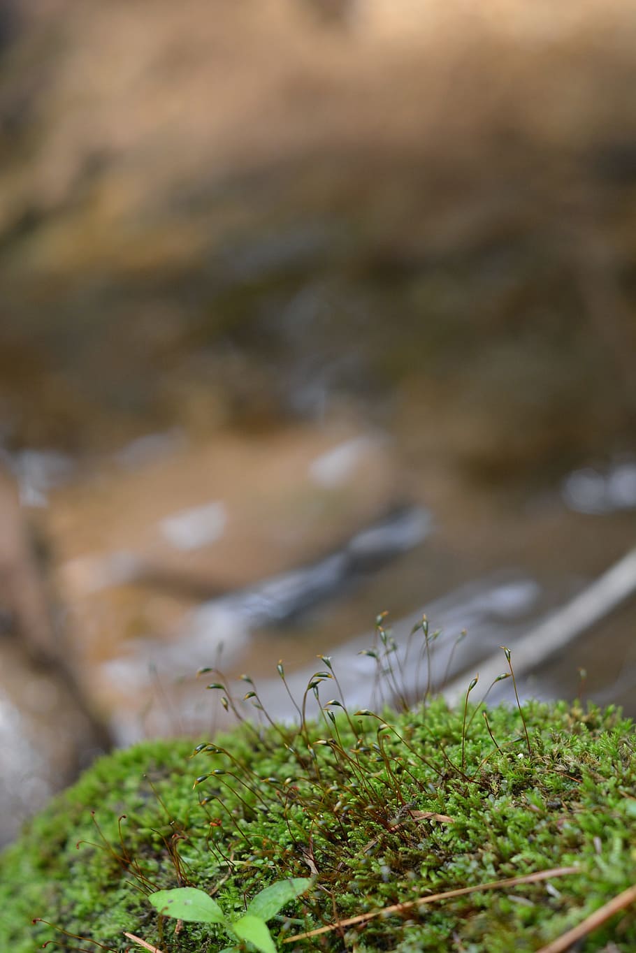 moss flower, nature, streams, mountain, forest, landscape, plant HD wallpaper
