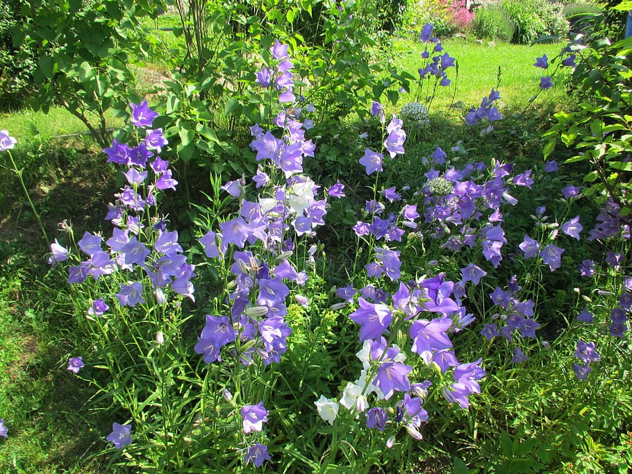 thimble, blue, flower, large, flowering plant, beauty in nature HD wallpaper