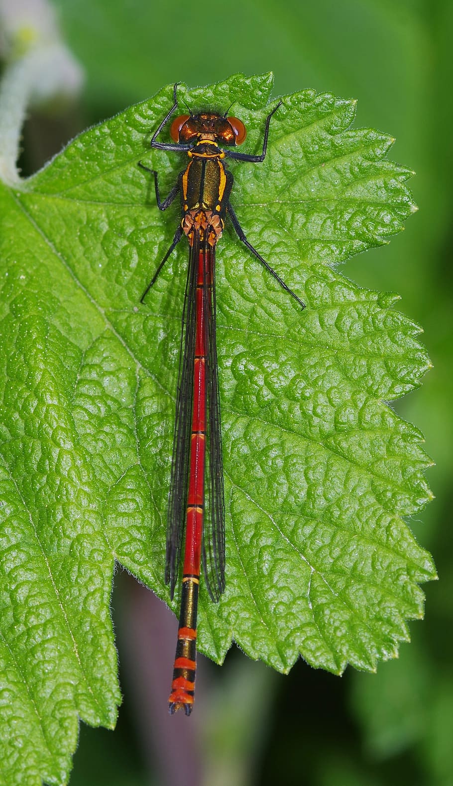 Dragonfly, Damselfly, Large Red, Insect, macro, nature, wildlife HD wallpaper