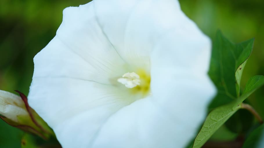 nature, garden, petals, plant, beautiful, bloom, blooming, blossom HD wallpaper