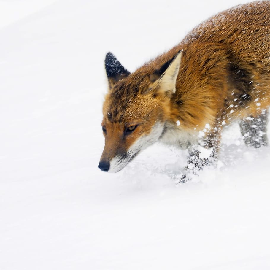 Fox Running throgh snow in garden hunting for food, brown and black fox walking on snow path HD wallpaper