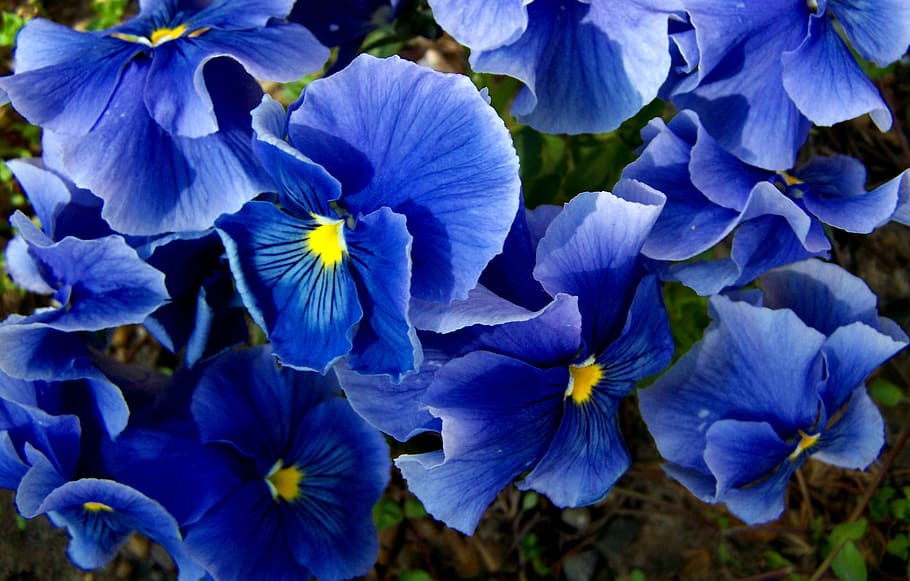 pansy, blue, spring flower, flowering plant, fragility, vulnerability HD wallpaper