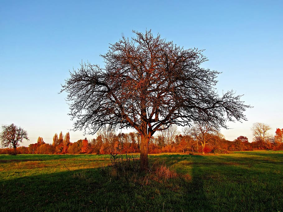 spring, tree, field, nature, sunny, plant, sky, grass, land HD wallpaper