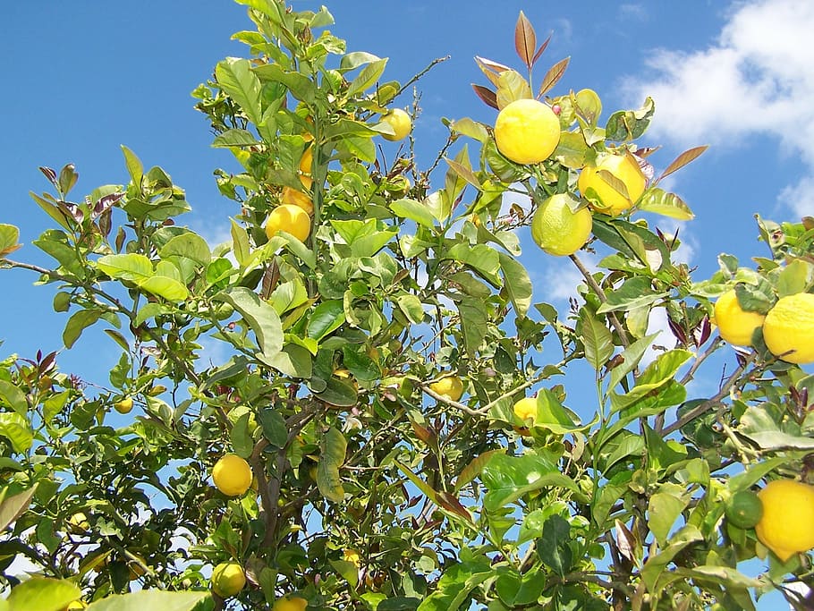 lemon, lemon tree, fruit, mediterranean, citrus fruits, summer HD wallpaper