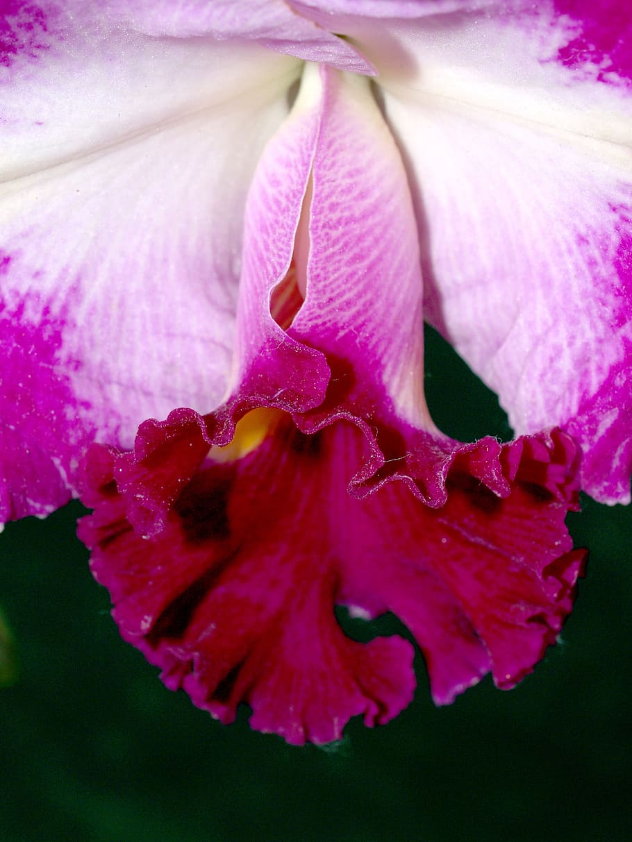 Orchid, Flower, Violet, Flora, bright, growth, decoration, bud HD wallpaper