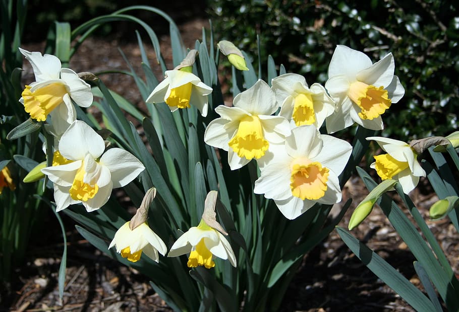 daffodils, spring, flowers, nature, easter, season, floral HD wallpaper